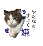 TRM にゃんず(猫・ネコ)（個別スタンプ：2）