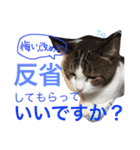TRM にゃんず(猫・ネコ)（個別スタンプ：3）