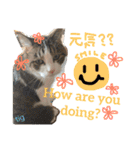 TRM にゃんず(猫・ネコ)（個別スタンプ：4）