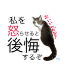 TRM にゃんず(猫・ネコ)（個別スタンプ：5）