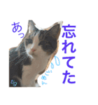 TRM にゃんず(猫・ネコ)（個別スタンプ：6）