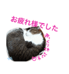 TRM にゃんず(猫・ネコ)（個別スタンプ：7）