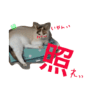 TRM にゃんず(猫・ネコ)（個別スタンプ：9）