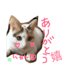 TRM にゃんず(猫・ネコ)（個別スタンプ：10）