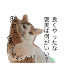 TRM にゃんず(猫・ネコ)（個別スタンプ：11）