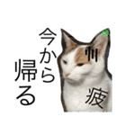 TRM にゃんず(猫・ネコ)（個別スタンプ：12）