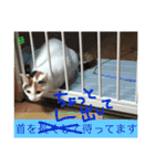 TRM にゃんず(猫・ネコ)（個別スタンプ：13）