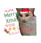 TRM にゃんず(猫・ネコ)（個別スタンプ：14）