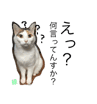 TRM にゃんず(猫・ネコ)（個別スタンプ：15）
