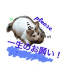 TRM にゃんず(猫・ネコ)（個別スタンプ：16）