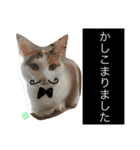 TRM にゃんず(猫・ネコ)（個別スタンプ：17）