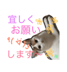 TRM にゃんず(猫・ネコ)（個別スタンプ：18）
