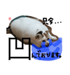 TRM にゃんず(猫・ネコ)（個別スタンプ：19）