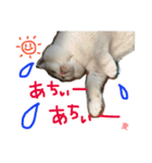 TRM にゃんず(猫・ネコ)（個別スタンプ：20）