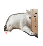 TRM にゃんず(猫・ネコ)（個別スタンプ：24）