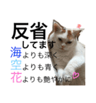 TRM にゃんず(猫・ネコ)（個別スタンプ：25）