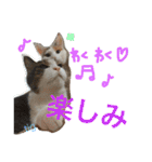 TRM にゃんず(猫・ネコ)（個別スタンプ：26）