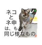 TRM にゃんず(猫・ネコ)（個別スタンプ：30）