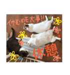 TRM にゃんず(猫・ネコ)（個別スタンプ：31）