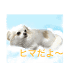 チワワのみるくシリーズ季節もの付き（個別スタンプ：10）