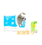 チワワのみるくシリーズ季節もの付き（個別スタンプ：29）