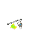 チワワのみるくシリーズ季節もの付き（個別スタンプ：35）