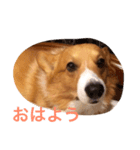 コーギーのダイ（個別スタンプ：2）