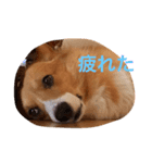 コーギーのダイ（個別スタンプ：3）