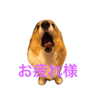 コーギーのダイ（個別スタンプ：4）