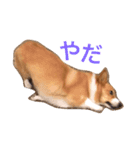 コーギーのダイ（個別スタンプ：7）