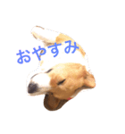 コーギーのダイ（個別スタンプ：8）