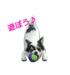 チョ（個別スタンプ：1）