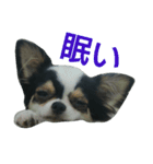チョ（個別スタンプ：7）