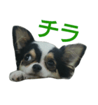 チョ（個別スタンプ：8）