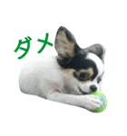 チョ（個別スタンプ：9）