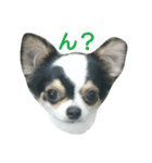チョ（個別スタンプ：12）