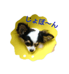 チョ（個別スタンプ：14）