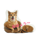 じー…（個別スタンプ：1）