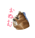豆柴梅子（個別スタンプ：8）