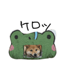 豆柴梅子（個別スタンプ：14）