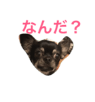 tenchan stamp（個別スタンプ：1）