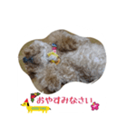 チョコ チョコ（個別スタンプ：4）