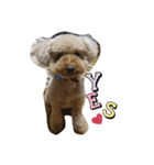 チョコ チョコ（個別スタンプ：6）