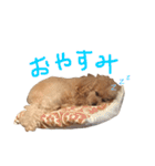 ハッピー シフォンくん（個別スタンプ：8）