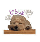 ハッピー シフォンくん（個別スタンプ：10）