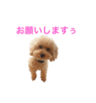ハッピー シフォンくん（個別スタンプ：16）