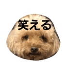 ワカメだよ（個別スタンプ：1）