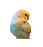 たくさんの可愛いのインコ（個別スタンプ：1）