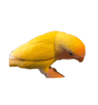 たくさんの可愛いのインコ（個別スタンプ：2）