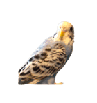 たくさんの可愛いのインコ（個別スタンプ：4）
